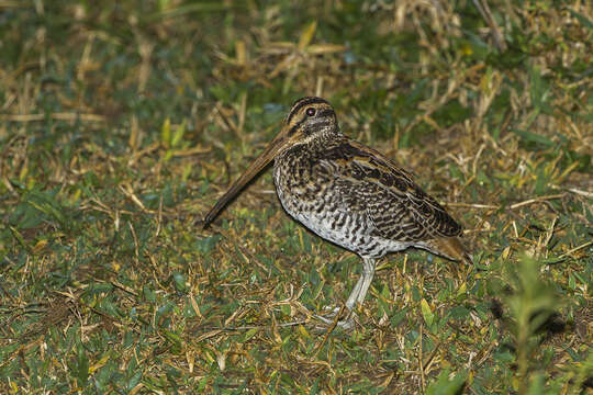 Gallinago undulata (Boddaert 1783)的圖片