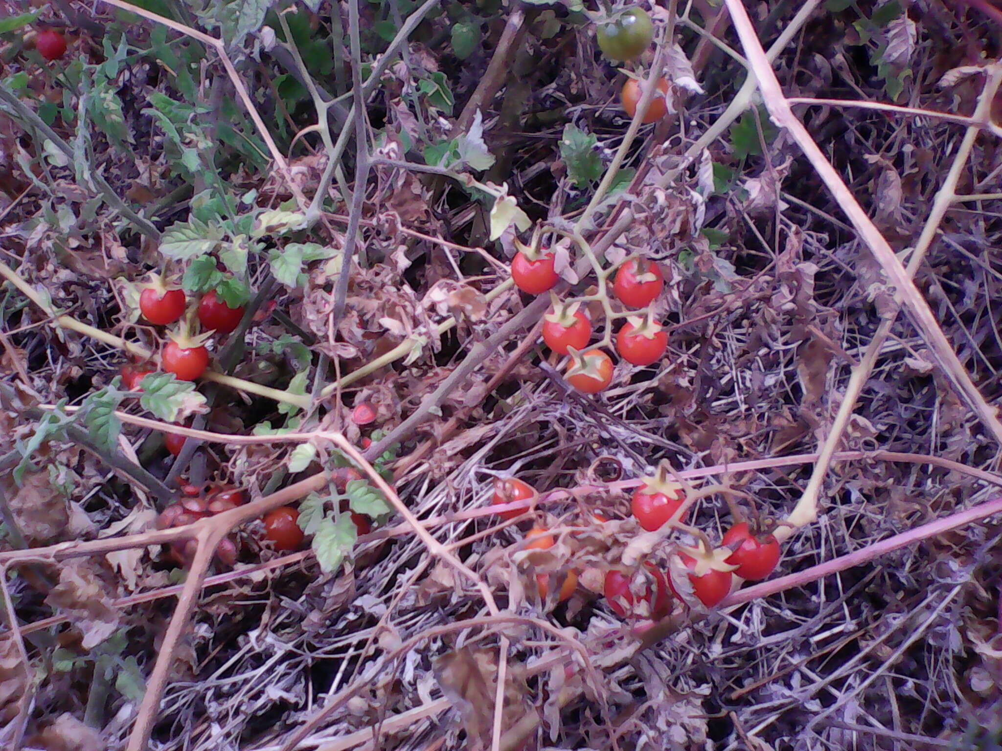 Image of tomato