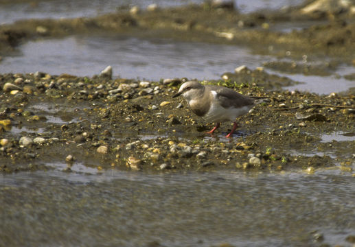 Image of Magellanic Plover