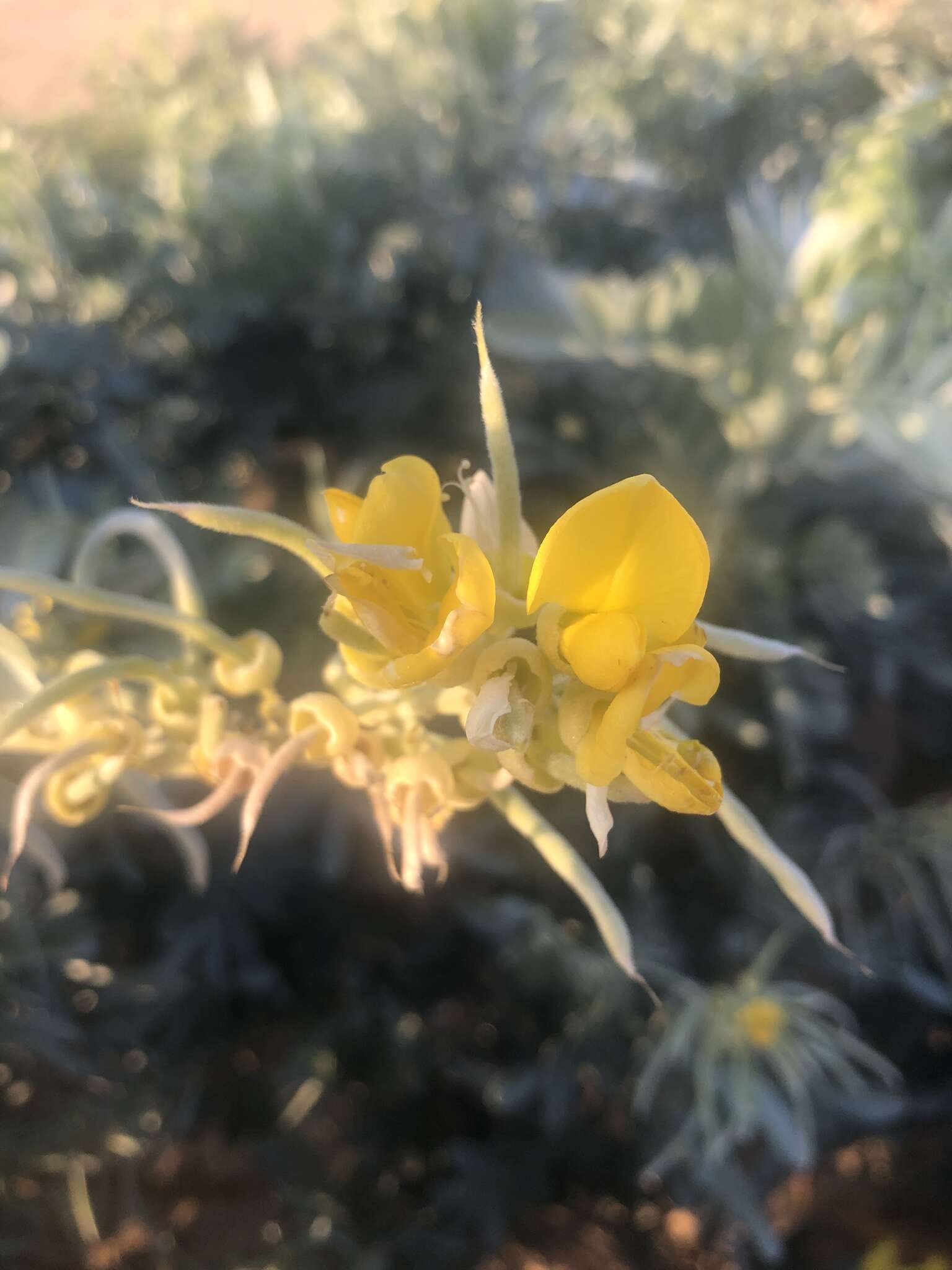 Слика од Sophora inhambanensis Klotzsch