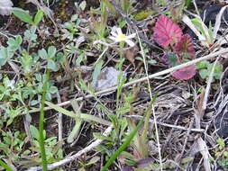 Image of Arkansas leastdaisy