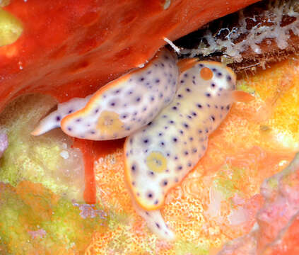 Image of Chromodoris aspersa (Gould 1852)