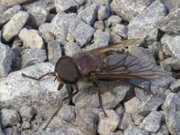 Image of Tabanus catenatus Walker 1848