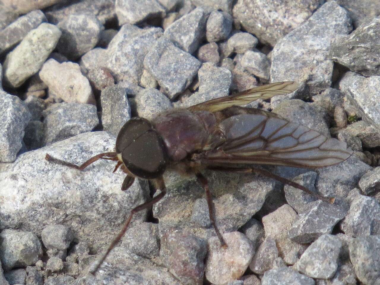 Image of Tabanus catenatus Walker 1848