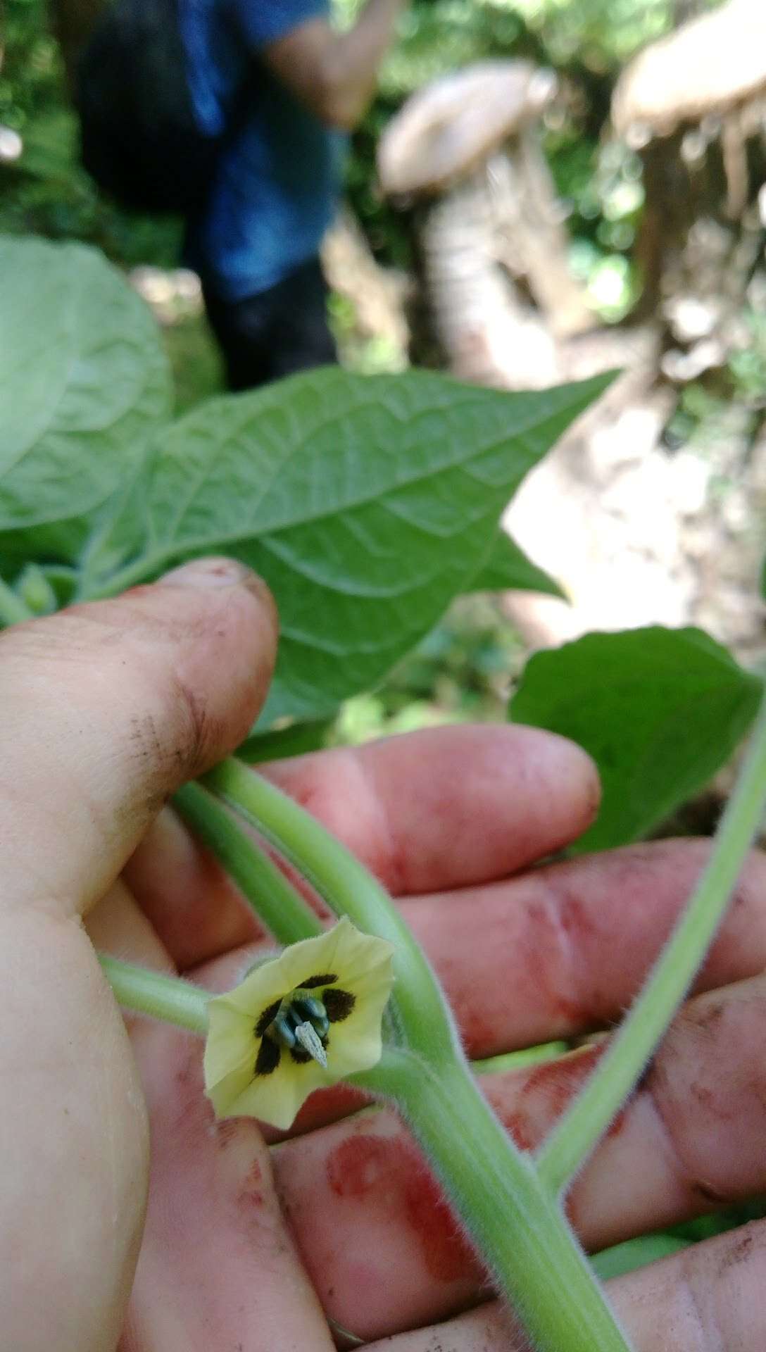 Image of Peruvian groundcherry