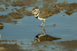 Image of African Three-banded Plover