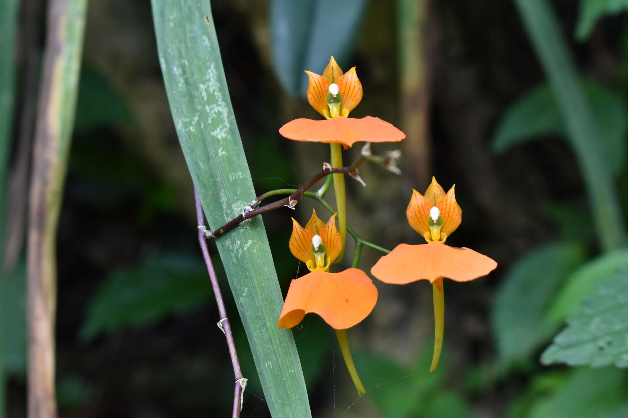 Imagem de Comparettia speciosa Rchb. fil.