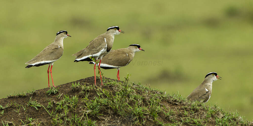 صورة Vanellus coronatus (Boddaert 1783)