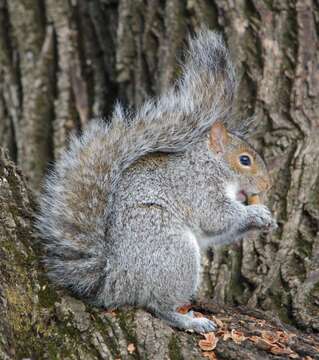 Image of Sciurus carolinensis pennsylvanicus Ord 1815