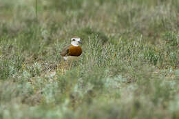 Image of Caspian Plover