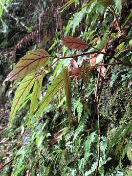 Image of Begonia taiwaniana Hayata