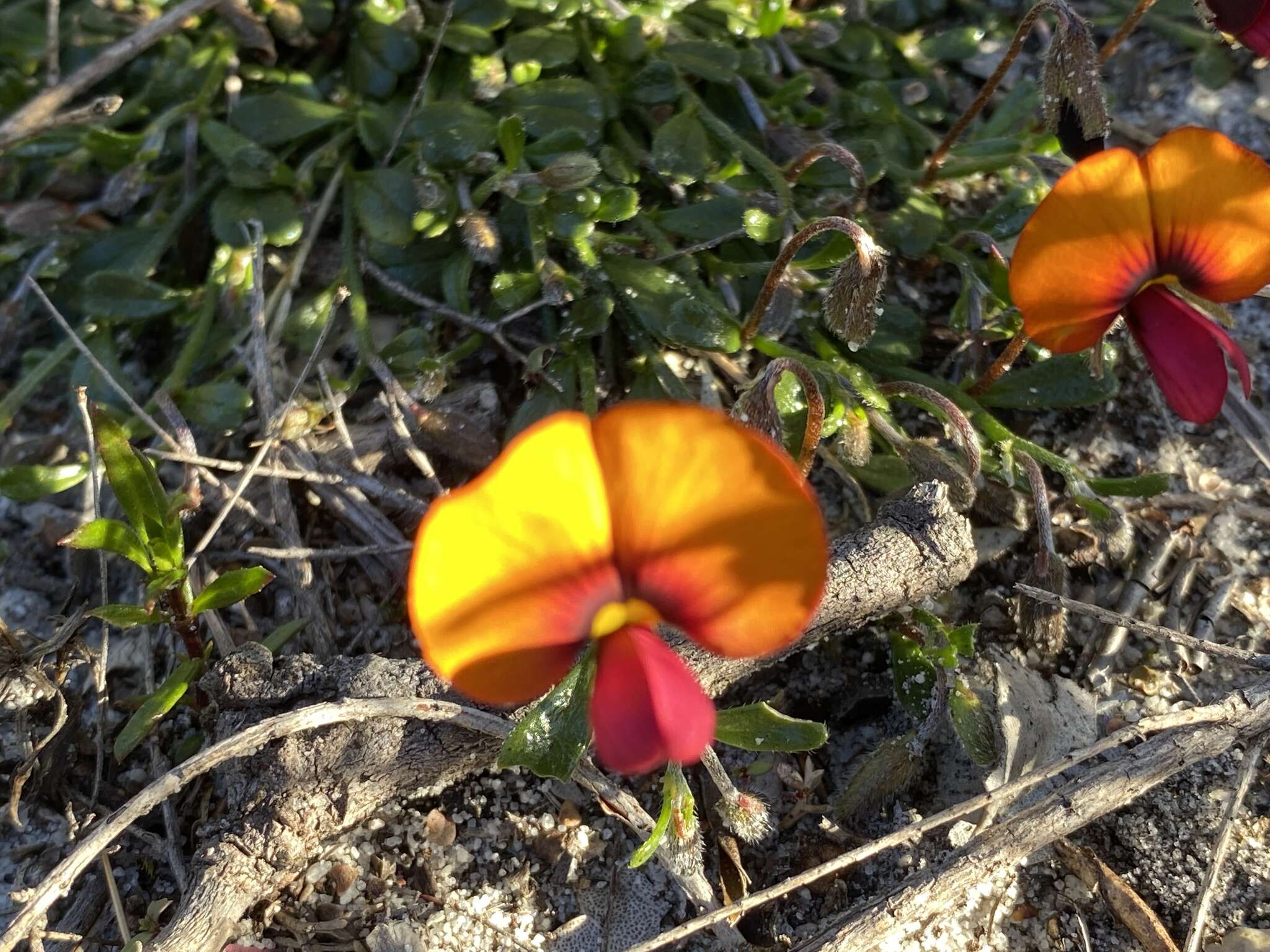 Image de Isotropis cuneifolia (Sm.) B. D. Jacks.