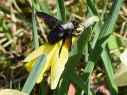 Imagem de Xylocopa violacea (Linnaeus 1758)