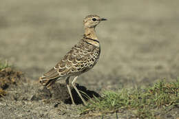 Image of Double-banded Courser