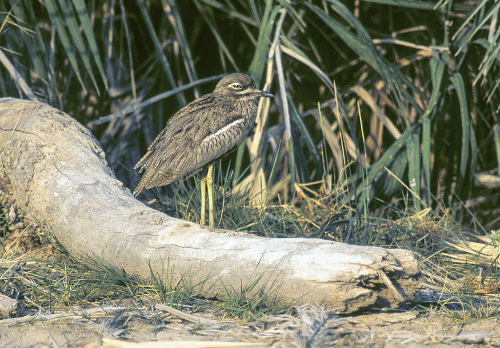 Image of Water Dikkop