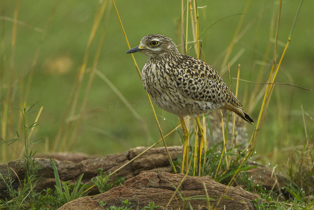 Слика од Burhinus capensis (Lichtenstein & Mhk 1823)