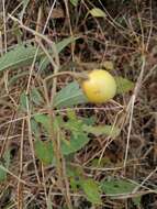 Image de Solanum campylacanthum Hochst. ex A. Rich.