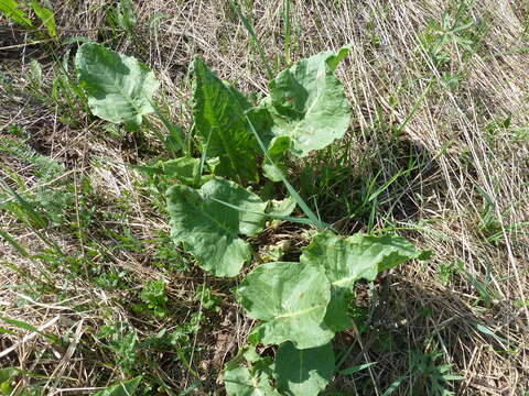 صورة Rumex confertus Willd.