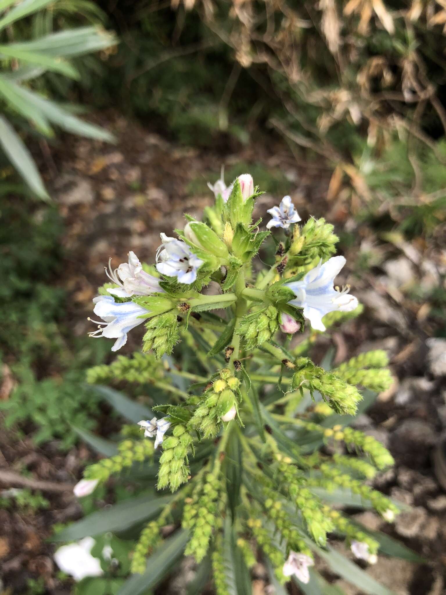 Image of Echium decaisnei subsp. decaisnei