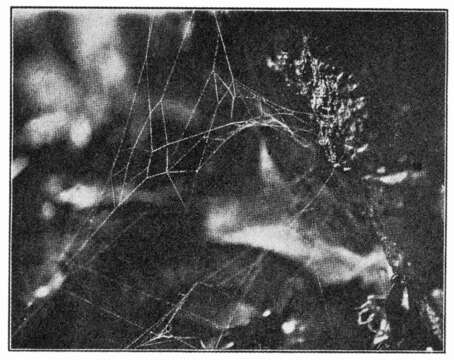 Image of Filmy dome spider