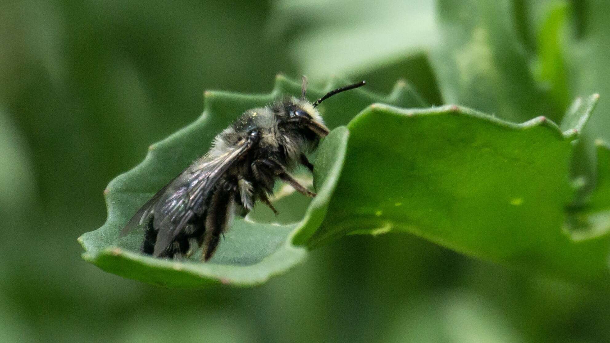 Image de Andrena cerasifolii Cockerell 1896