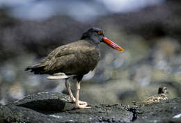 Image of Blackish Oystercatcher