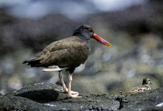 Image of Blackish Oystercatcher