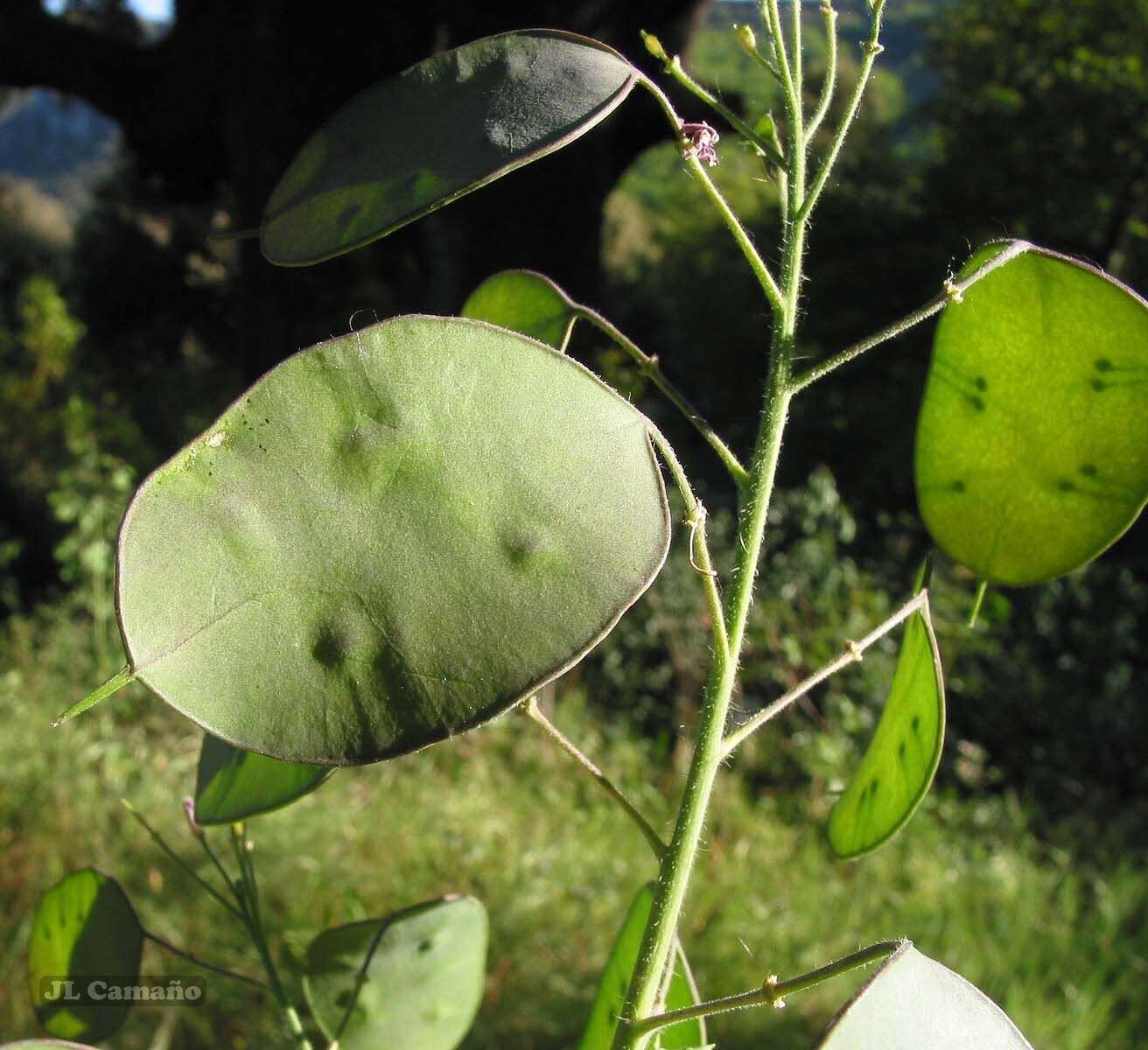 Image of Lunaria annua subsp. annua