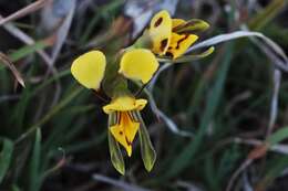 Image of Diuris curta D. L. Jones