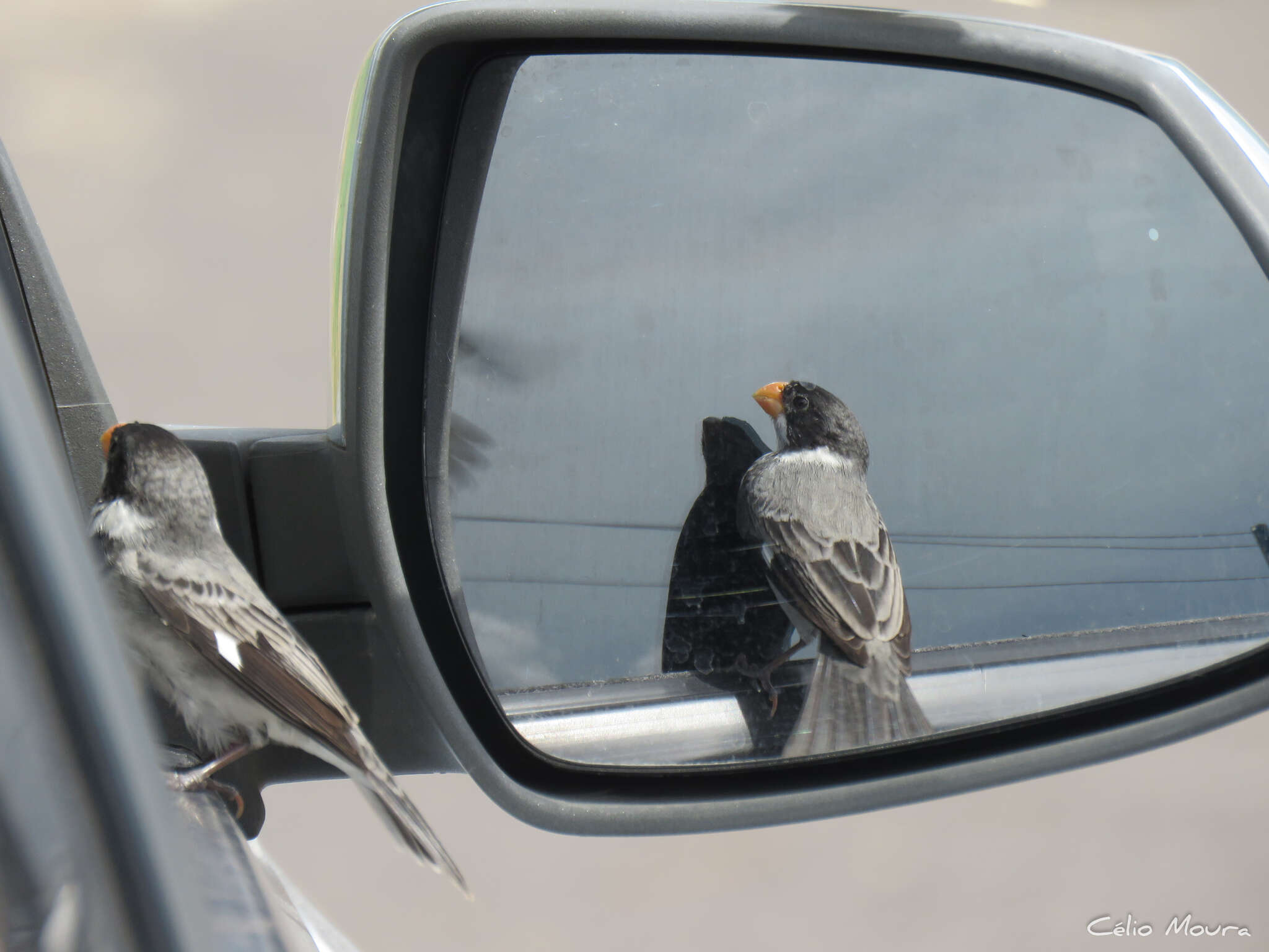 Image of White-throated Seedeater