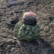 Image of Melocactus neryi K. Schum.