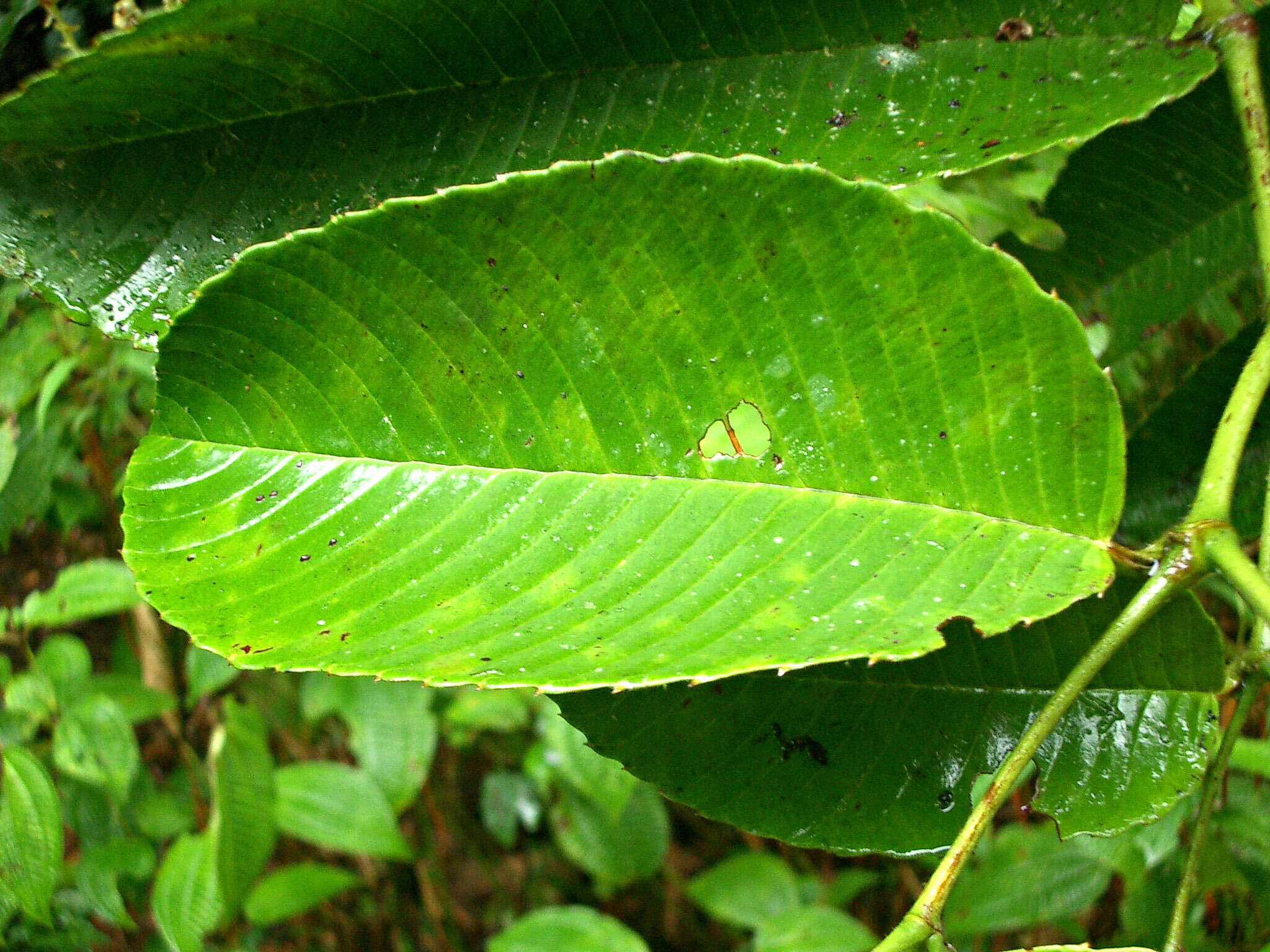 Plancia ëd Schumacheria castaneifolia Vahl