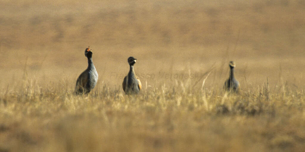 Image of Blue Bustard