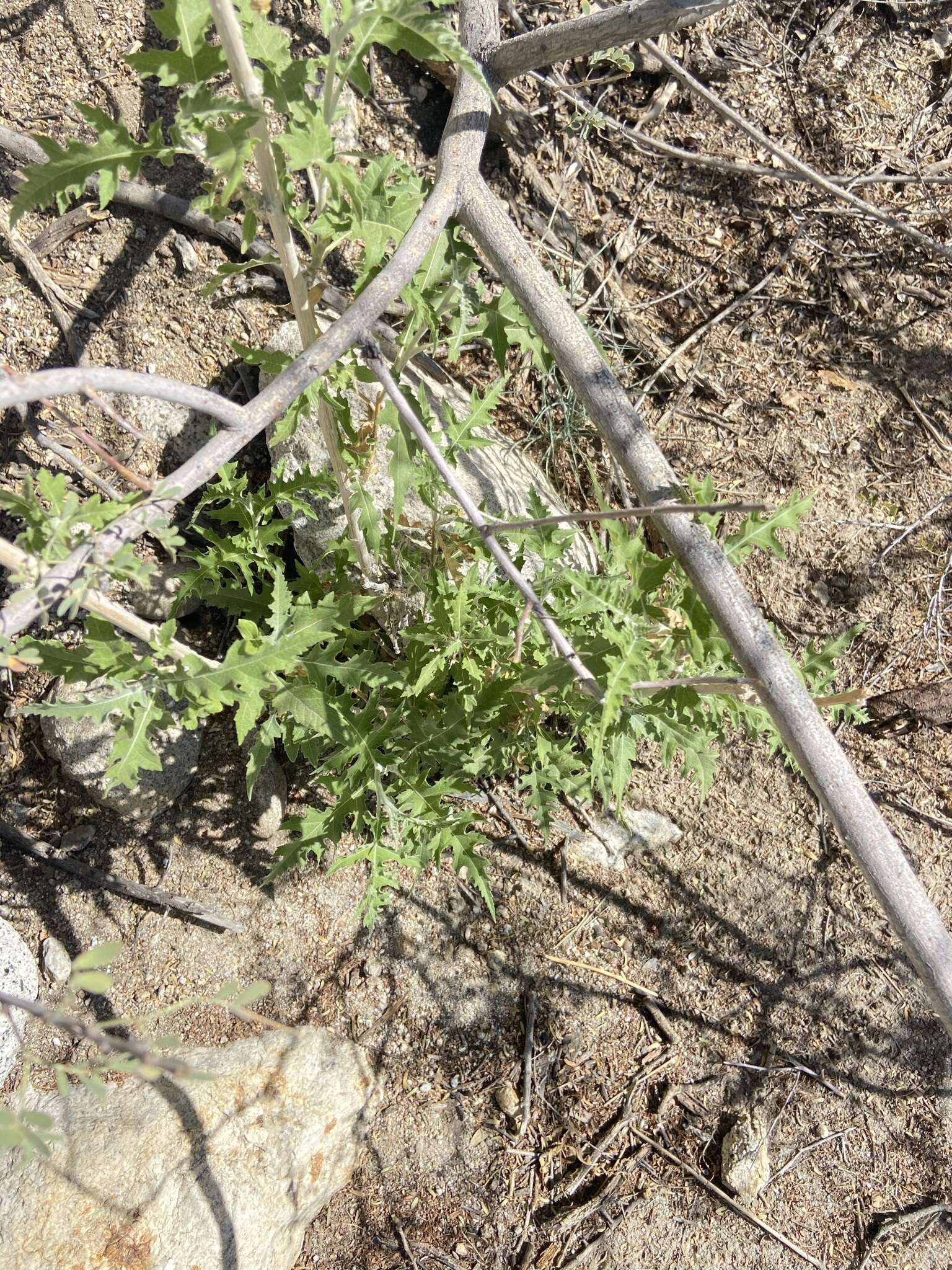 Image of Ambrosia carduacea (Greene) Payne