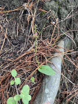 Image of Ehrenberg's adder's-mouth orchid