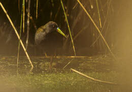 Image of Plumbeous Rail