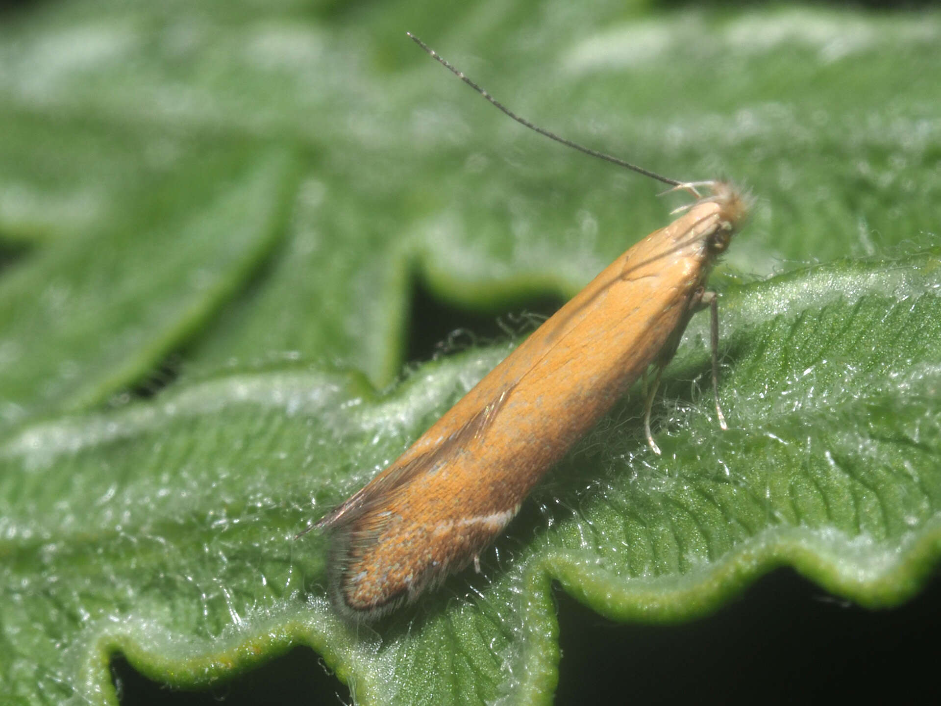 Image of bracken neb