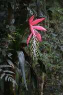 Image of Billbergia alfonsi-joannis Reitz