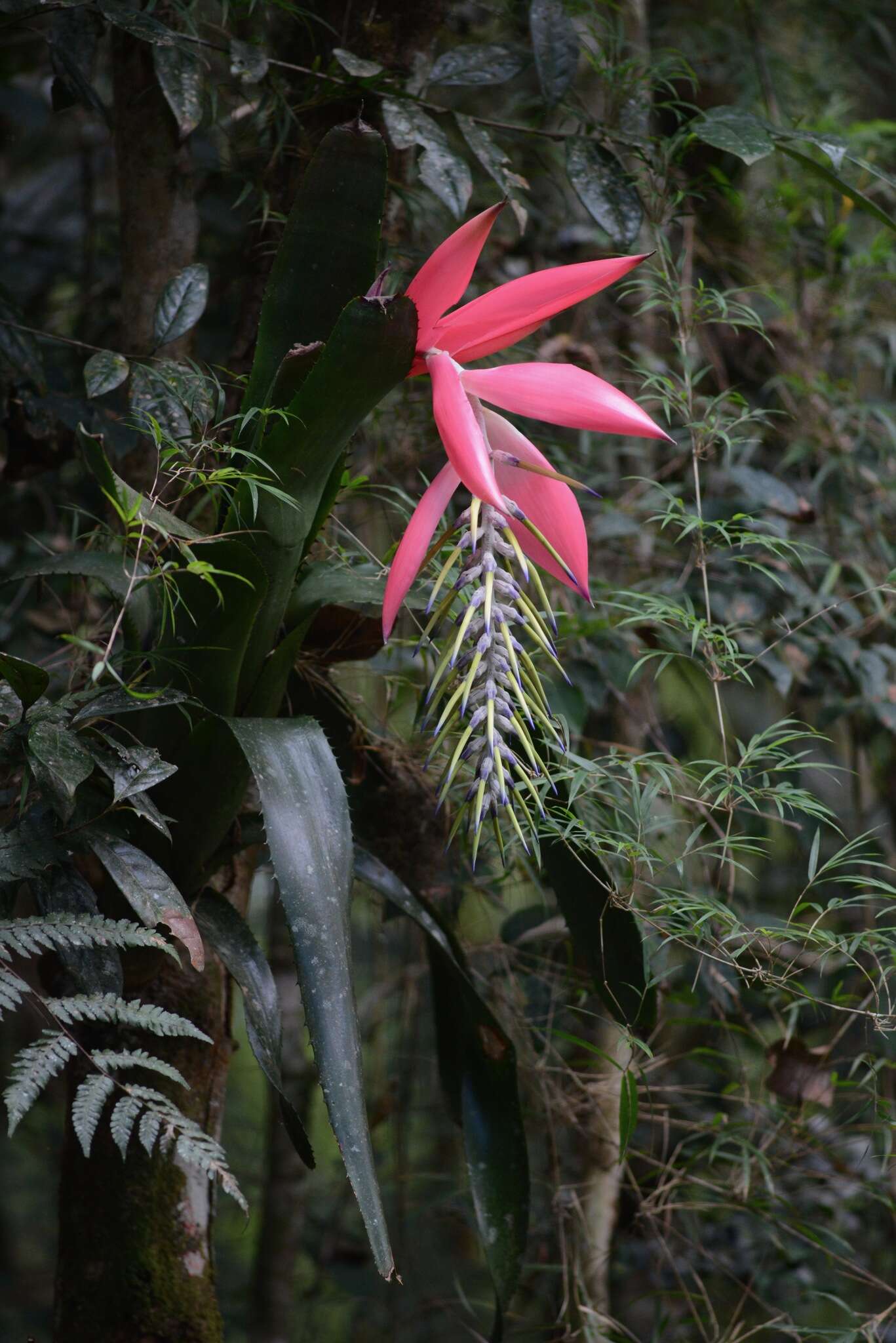 Billbergia alfonsi-joannis Reitz的圖片