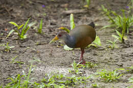 Image of Grey-cowled Wood Rail