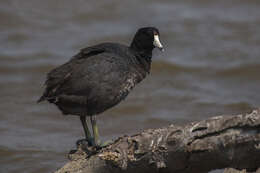 Image of Fulica Linnaeus 1758