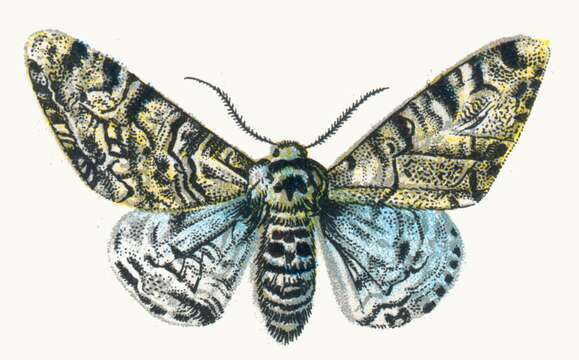 Image of peppered moth