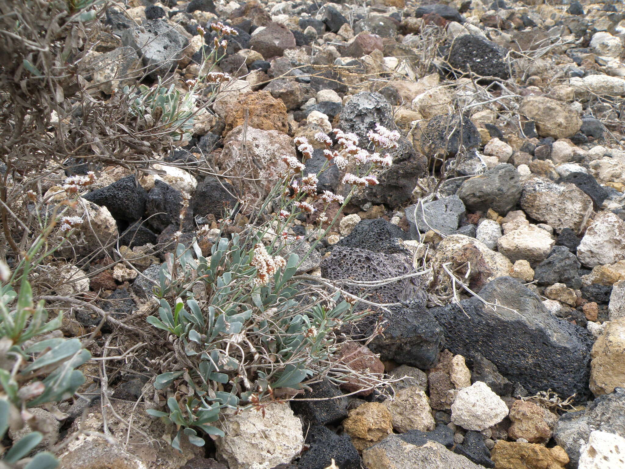 Limonium pectinatum (Ait.) Kuntze resmi