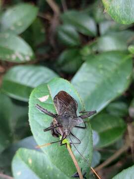 Image of Rhamnomia dubia dubia (Hsiao 1963)