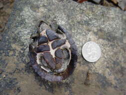 Image of Flattened Musk Turtle