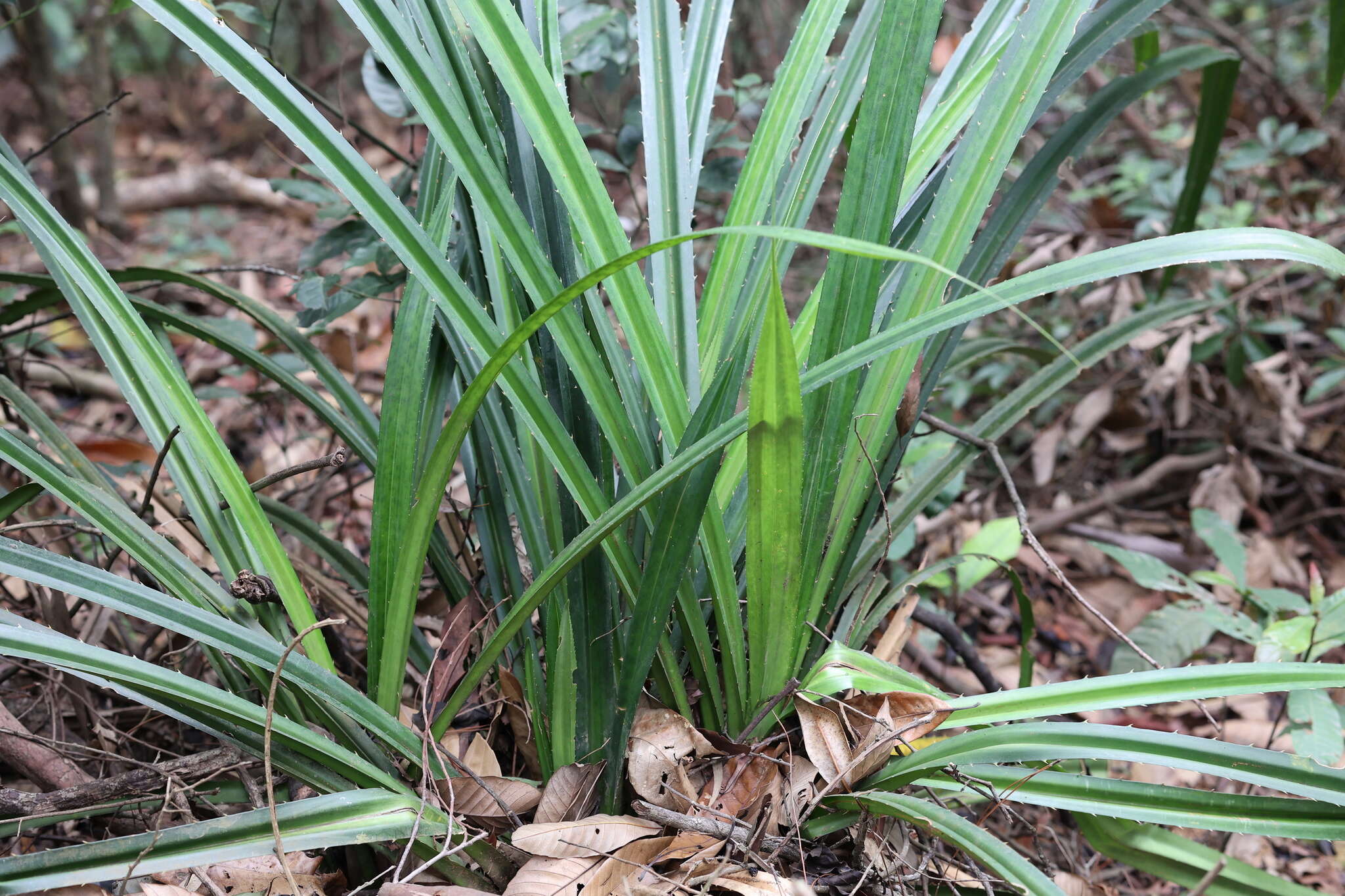 Imagem de Pandanus austrosinensis T. L. Wu