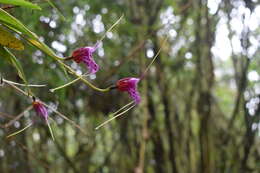 Image of Masdevallia chaparensis T. Hashim.