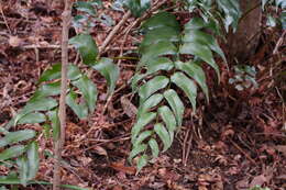 Image of Japanese netvein hollyfern