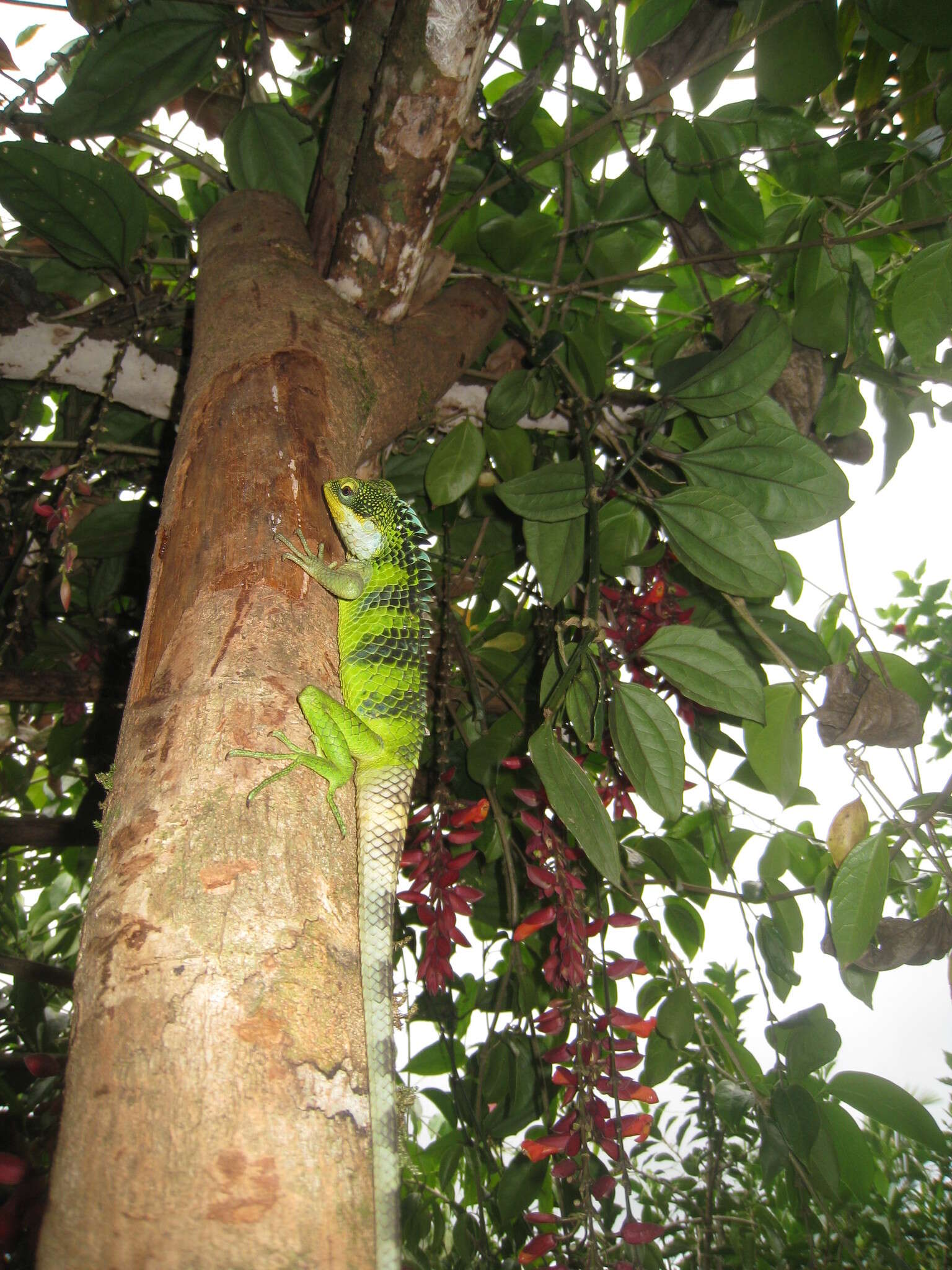 Image of Big Scaled Variable Lizard