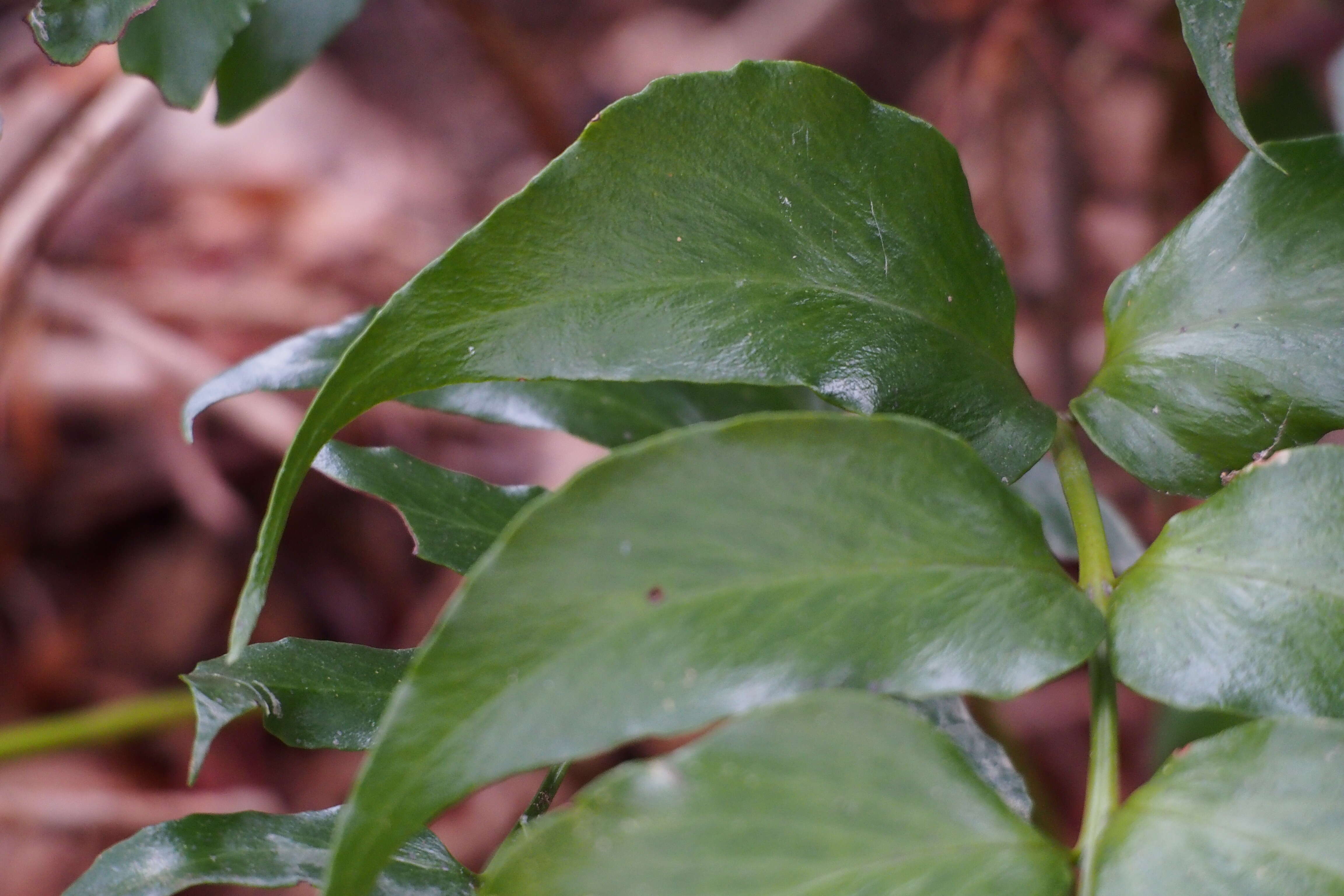 Image of Japanese netvein hollyfern